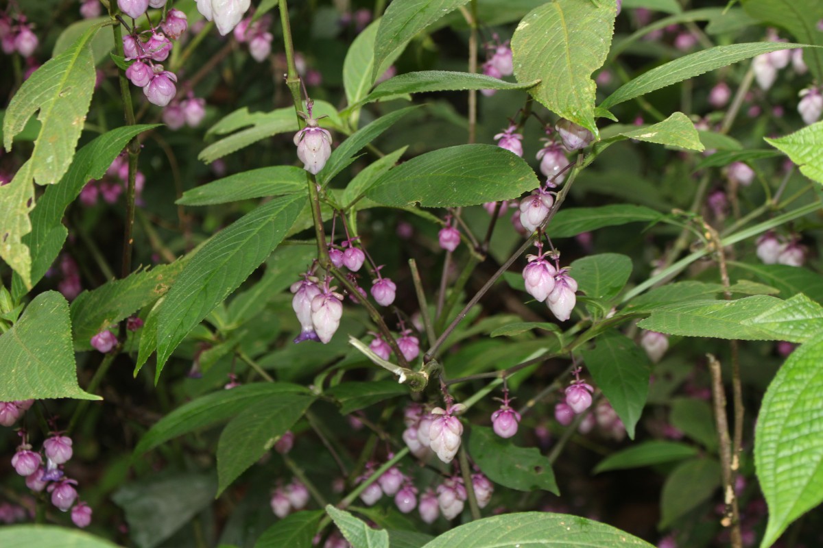 Strobilanthes lupulina Nees